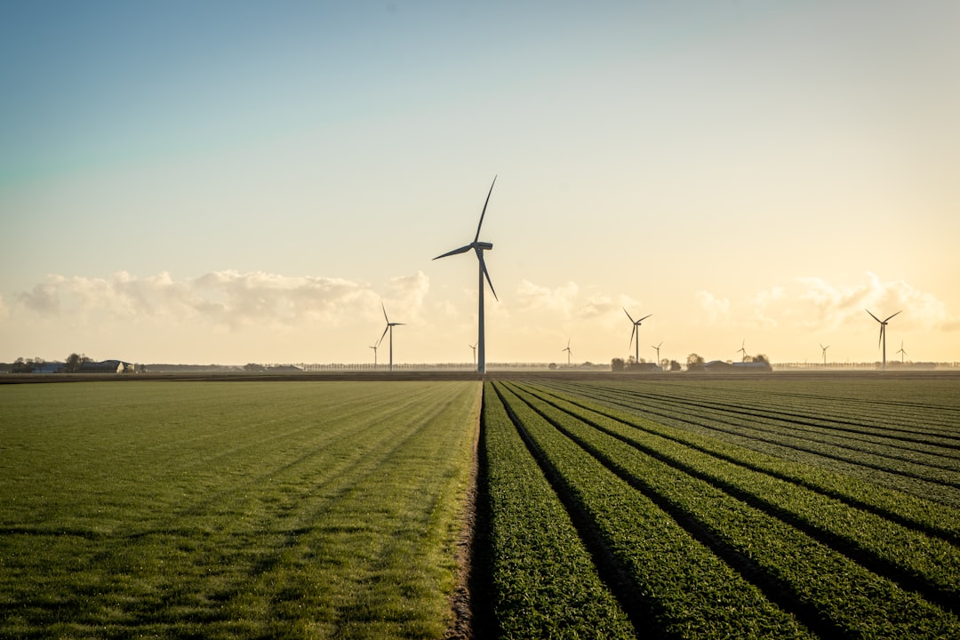Windmills behind a field of not blooming tulips in the Netherlands